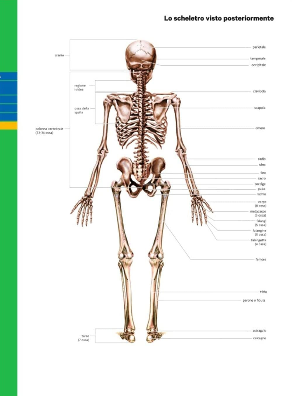 Professione Sport - Edizione Verde